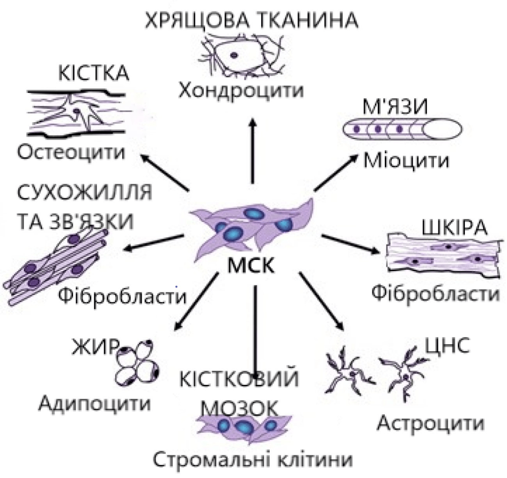 Аспірація кісткового мозку